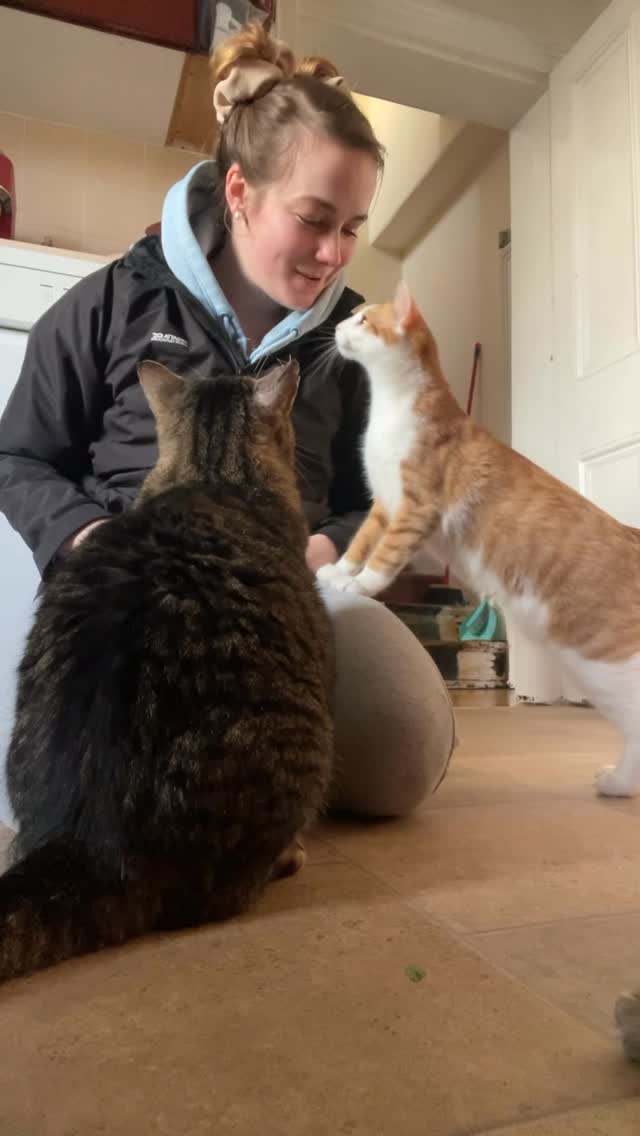Jumbo and Tigger getting attention from Nou at home.
